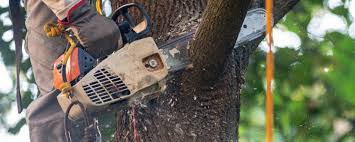 Best Lot and Land Clearing  in Munford, TN