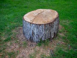 Best Seasonal Cleanup (Spring/Fall)  in Munford, TN