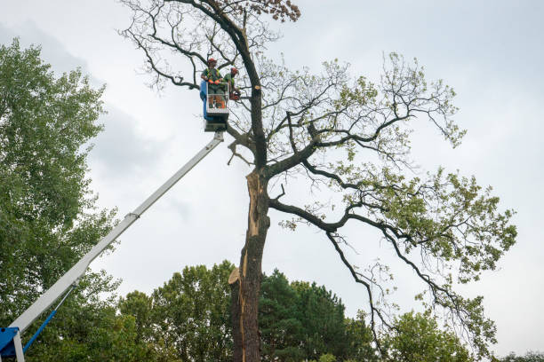 How Our Tree Care Process Works  in  Munford, TN