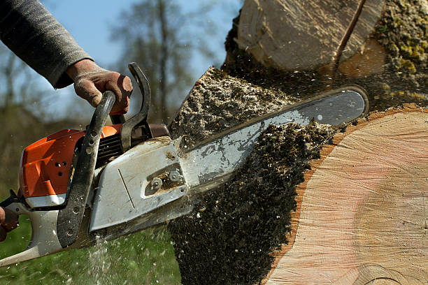 Best Stump Grinding and Removal  in Munford, TN